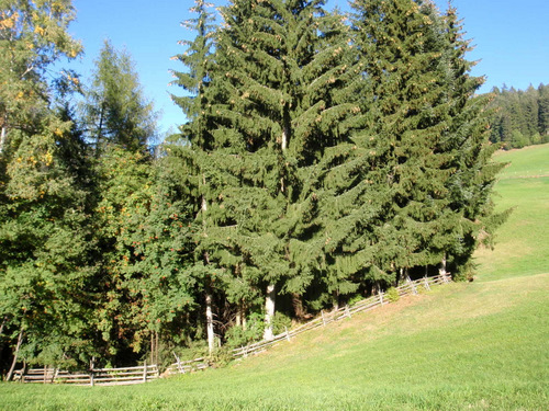 Pine trees that are heavily ladened with pinecones.